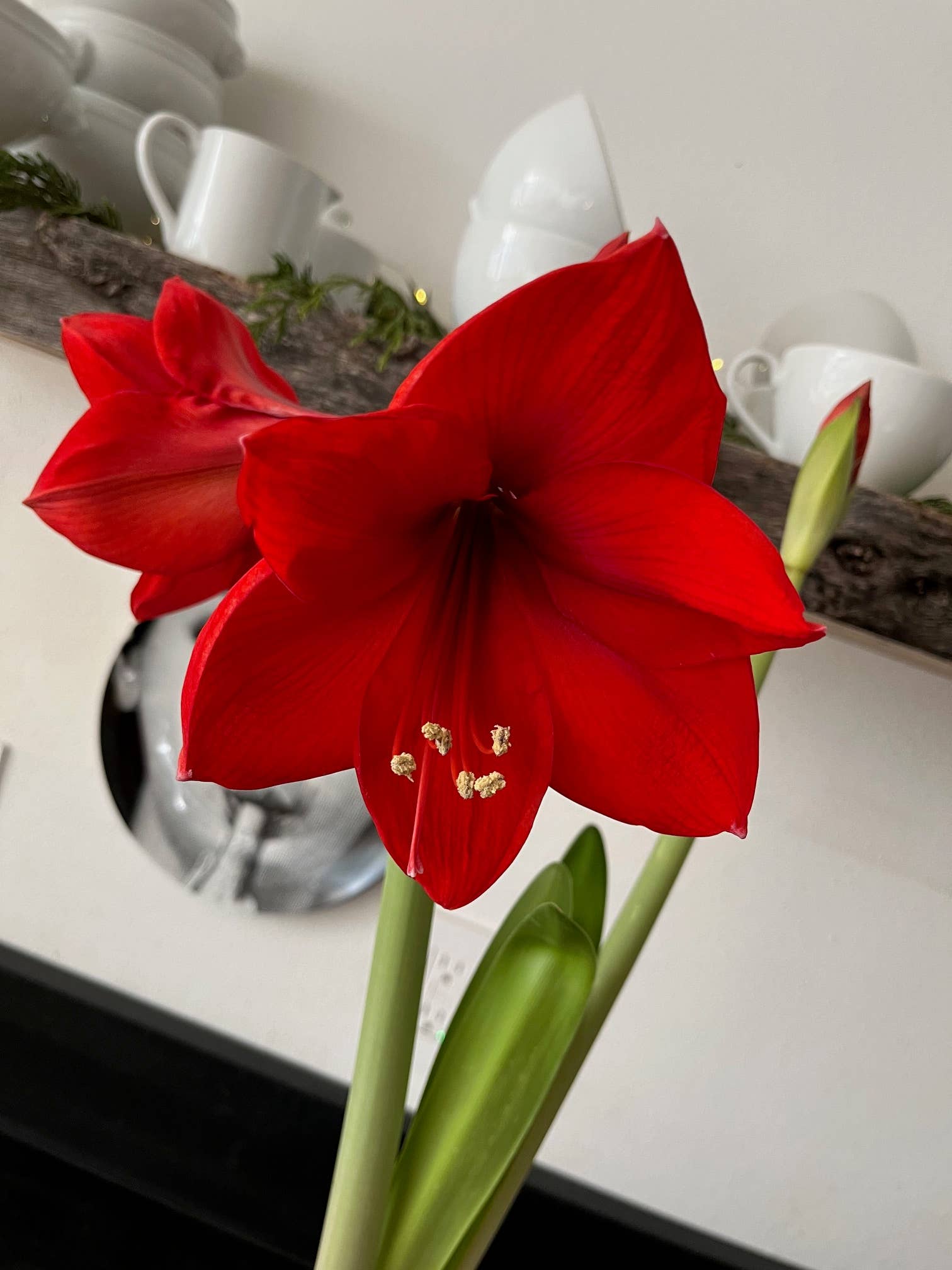 Amaryllis Winter Garden | Christmas Gift idea | Best Seller