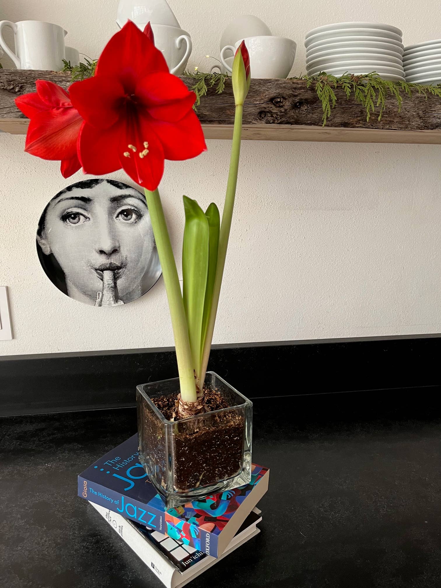 Amaryllis Winter Garden | Christmas Gift idea | Best Seller