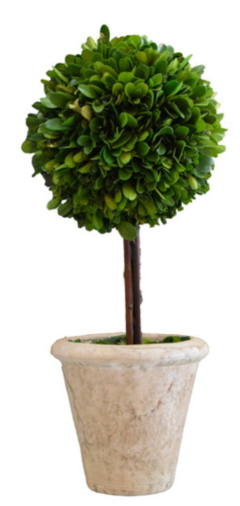 Boxwood Topiary, Single, Large, 6"X16"