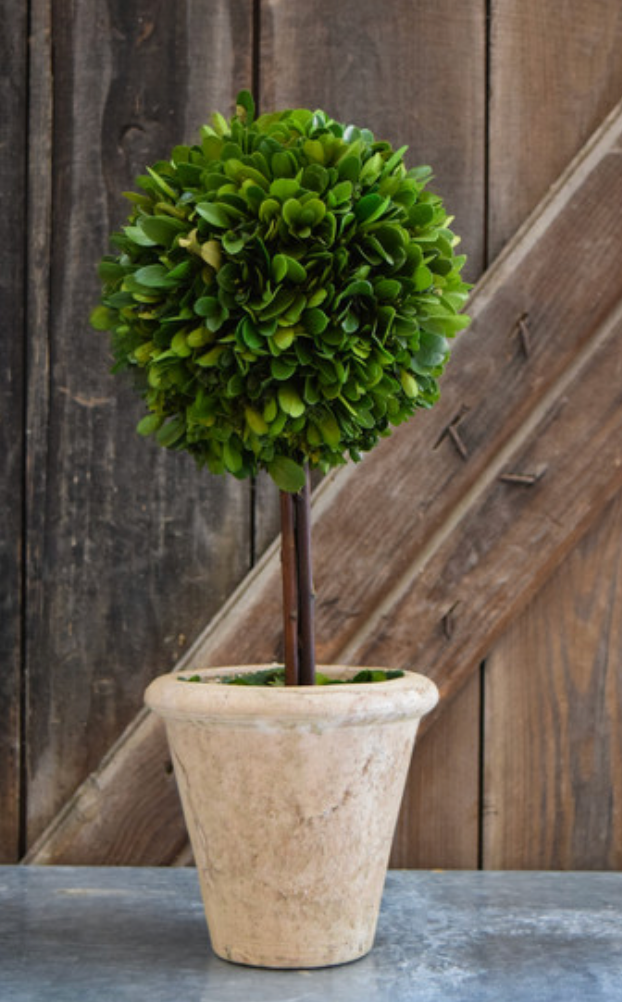 Boxwood Topiary, Single, Large, 6"X16"