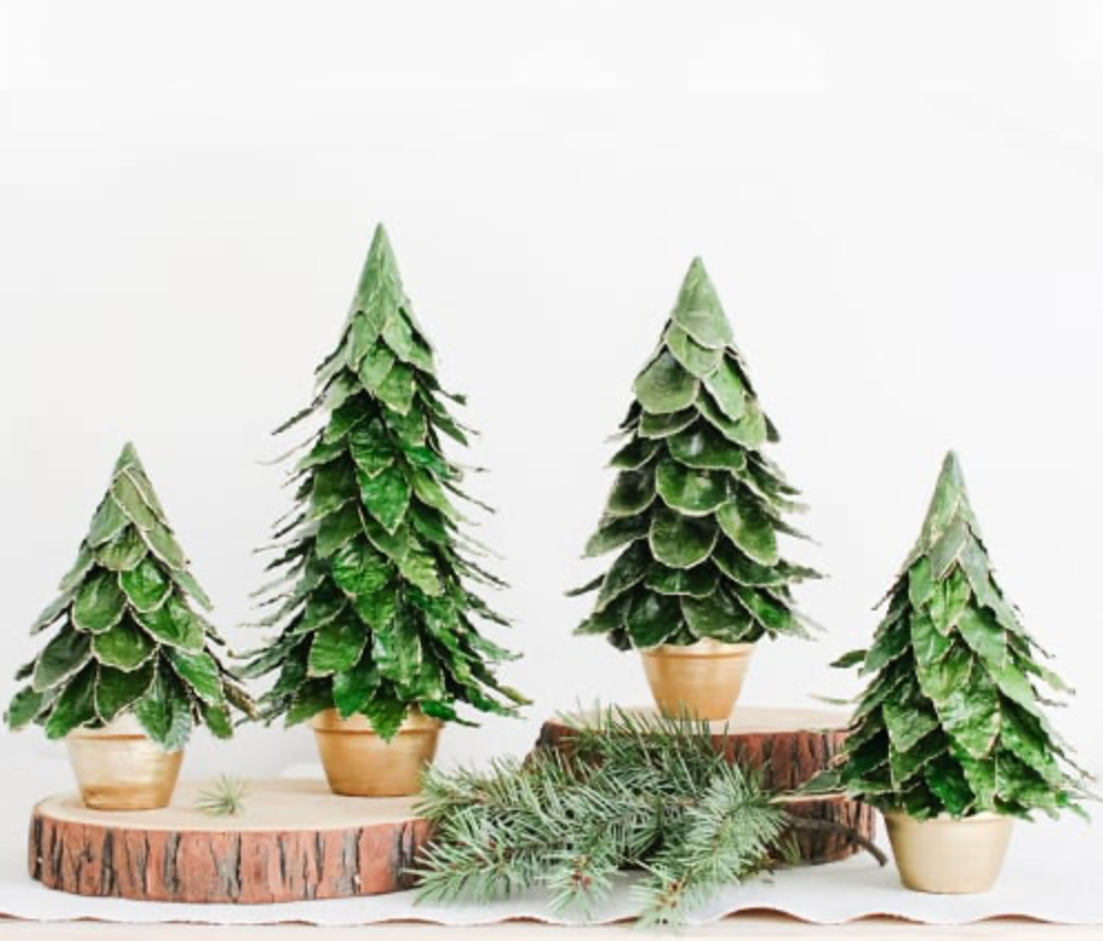 Potted Butterfly Leaf Cone Tree