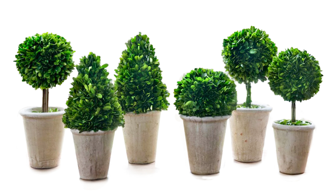 Boxwood Topiaries