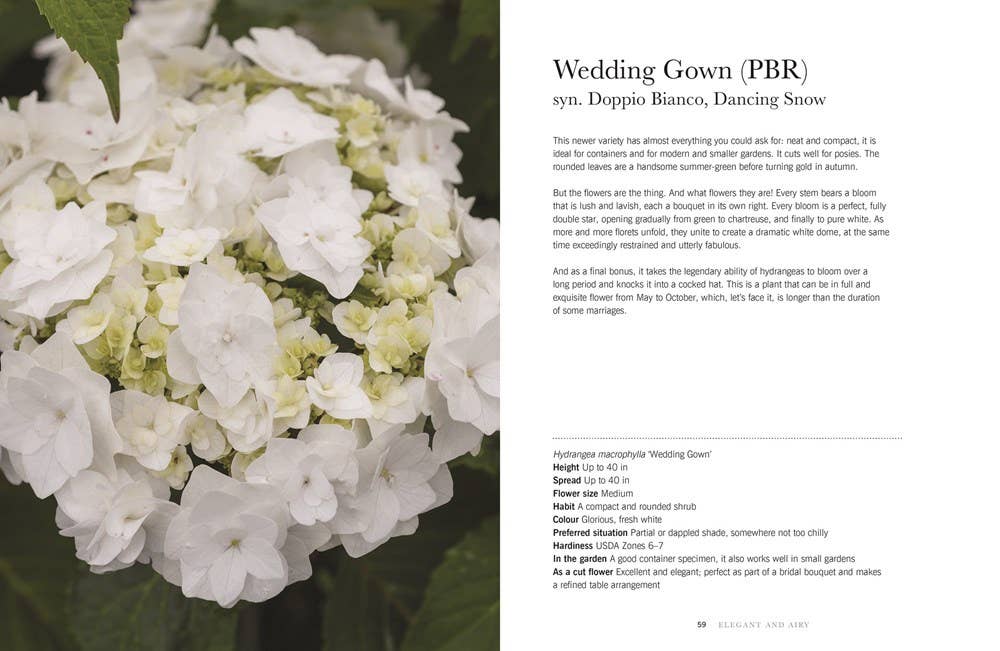 Hydrangeas: Beautiful Varieties for Home & Garden