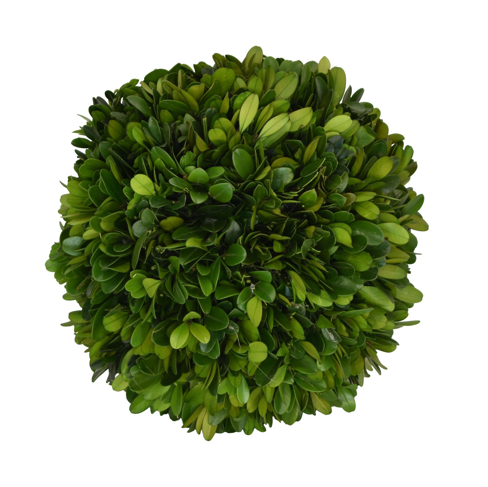 Mills Floral 8" Boxwood Balls